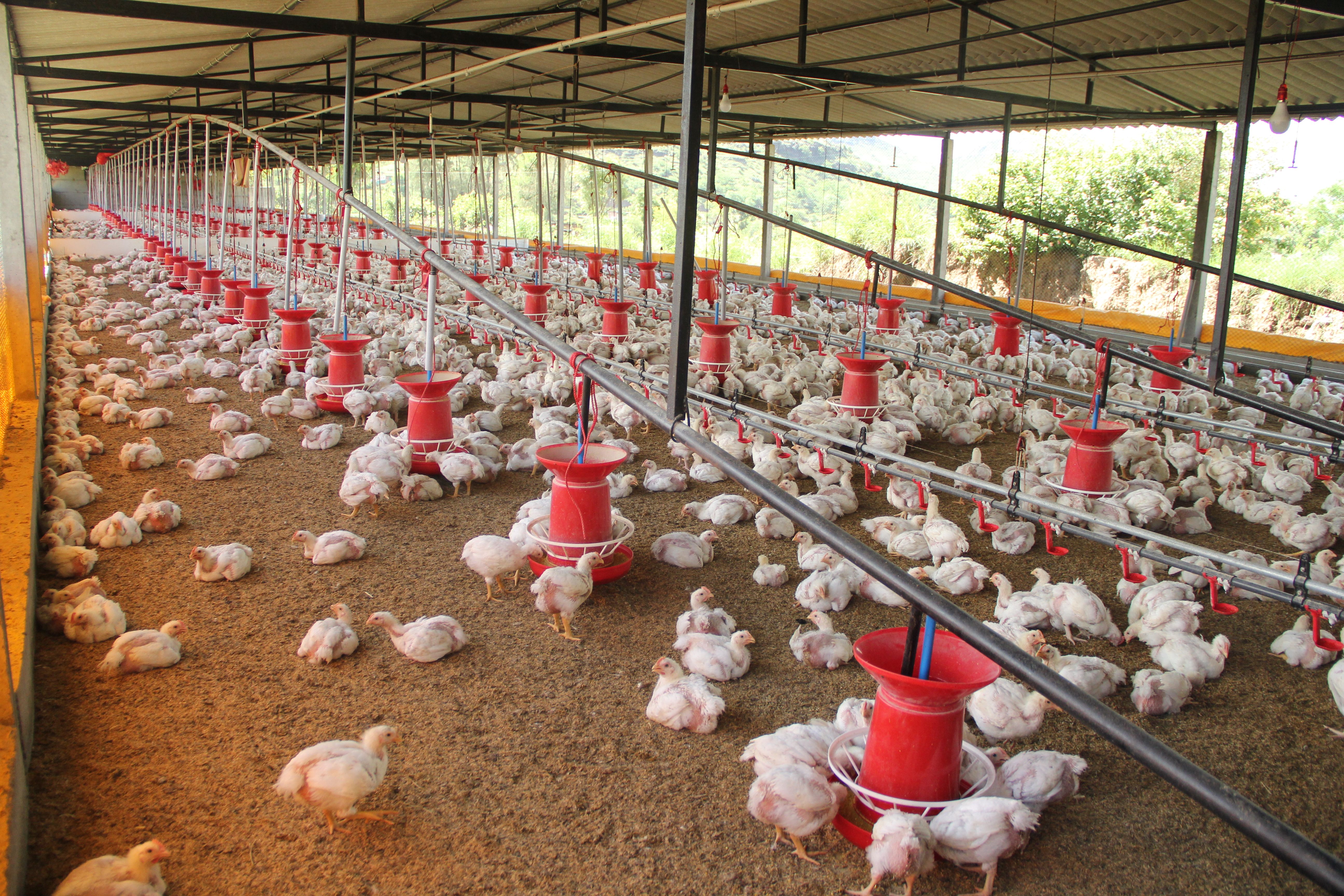 Lift Hen Africa Farmer